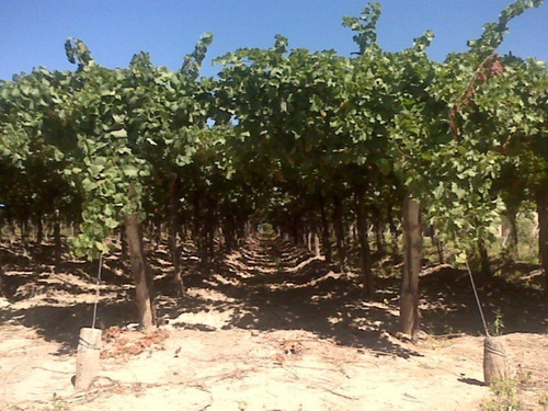 Imagen 16 de 20 de 41 Ha Ruta 15 (zona Bodegas)