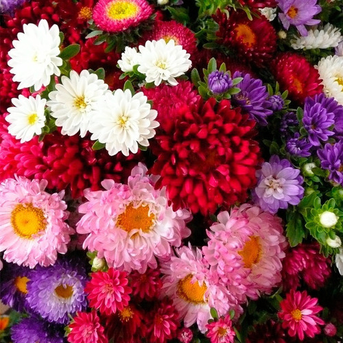 Imagen 2 de 5 de Semillas Flores Reina Margarita X Sobre A Toda Huerta