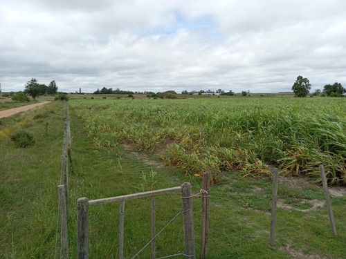 Imagen 2 de 13 de Chacras De 3 Has En Venta En Ruta 40 Kilometro 92.500 A 17 Km De Tala Maravilla De Cañada Chury
