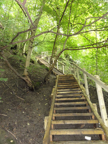 Vinilo Decorativo 40x60cm Escaleras En El Bosque Paisaje M9