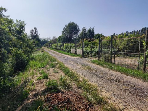 Hermosa Parcela Plantada Con Arboles Frutales En Producción