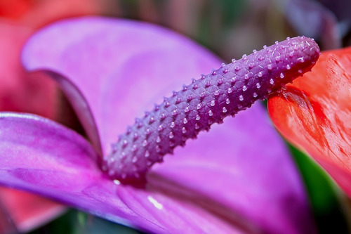 2 Anthurium Morado Y 3 Rizomas De Heliconia