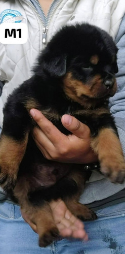 Rottweiler Cachorros Para Entregar Bellos...