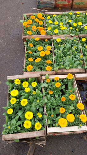 Flores De Estacion Cajon X10 Calendulas, Pensamientos Variedad De Colores