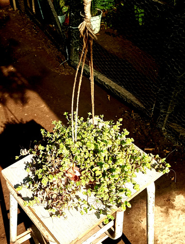 Maceta Colcante Suculenta Crassula Pellucida