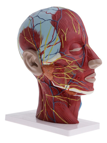 Modelo Anatómico De Cabeza Y Cuello Humano De Tamaño Real 1: