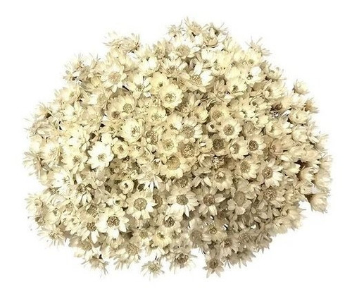 2 Sempre Vivas Florzinha Branca I Flores Desidratadas