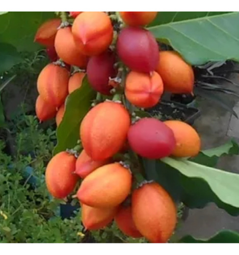 Plantín De Caferana O Falso Guarana Naranja