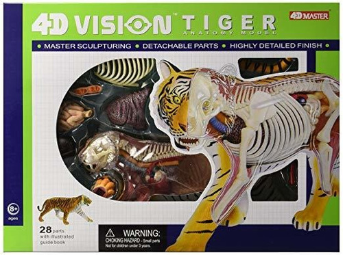 Famemaster 4d Visión Tigre Anatomía Modelo