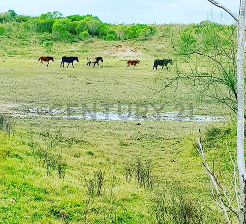 Campo Ganadero En Carcaraña. Con Quincho Y Casa