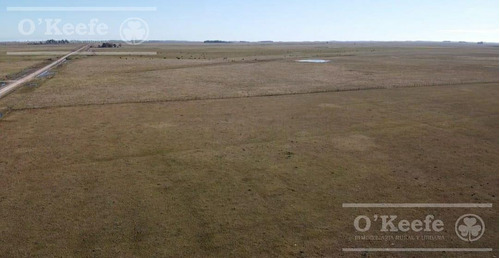 Imagen 4 de 21 de Dolores, 100 Has En Venta. Campo Ganadero Para Armar.