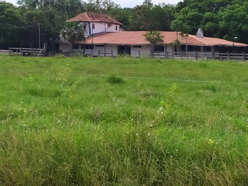 Imagen 3 de 20 de Hato En Edo. Guárico De Ganado Cebú En Venta