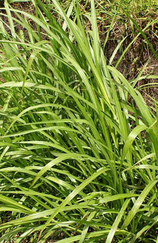 Semilla Pasto Bombaza Mejorado 20kg