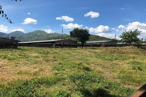 Imagen 13 de 25 de Asein882 Vende Excelente Finca En Tinaquillo Sector Caño De Agua
