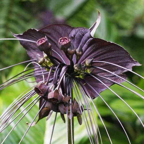 25 Sementes Orquidea Negra Tacca Chantrieri Flor Morcego | MercadoLivre