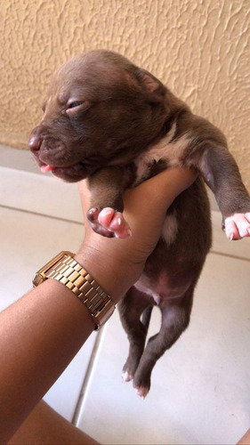 Imagem 1 de 4 de Pitbul