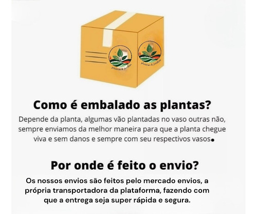 Philodendron Erubescens Rubro