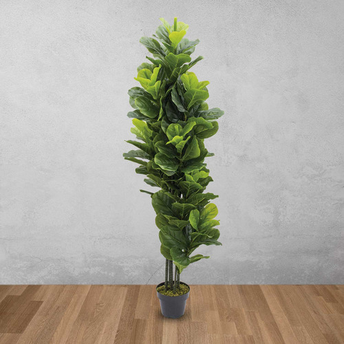 Planta Ficus Pandurata Ambiente Living