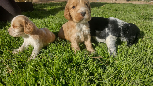 Cachorros Cocker Spaniel. Puros!! Preciosos!! Machitos 