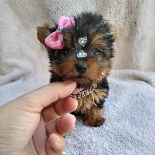 Yorkshire Mini Toy.