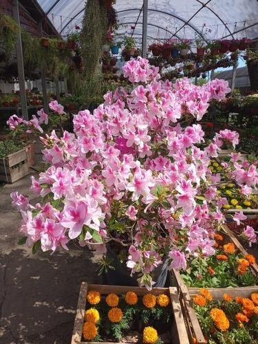 Azalea Azalea Japonica, Azalea Indica, Azalea Hybrida 50lts