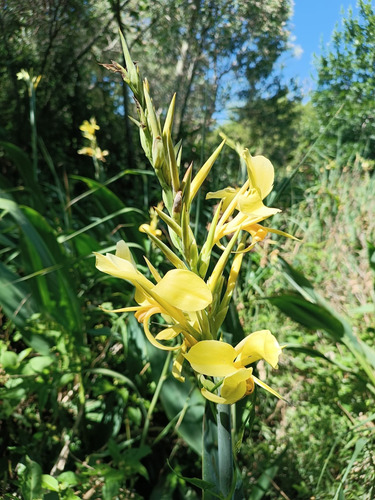 Achira Amarilla Canna Glauca Palustre Nativa Nutricia
