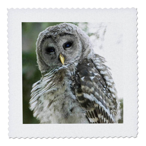 Qs _ 74056 Danita Delimont Buho Juvenile Barred Owl Park