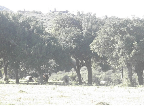 Chacra Turística A 5 Kms. De Piriápolis (ref. 3451)