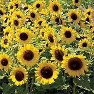 Semillas De Girasol Para Manchas Solares Enanas No Gmo (1/4