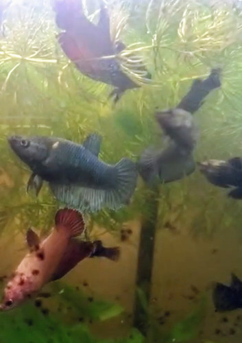 Imagen 9 de 10 de Peces Bettas Solo Parejas