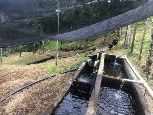 Imagen 13 de 21 de En Venta! Hermosa Finca Con Gran Terreno En Abejorral, Antioquia.