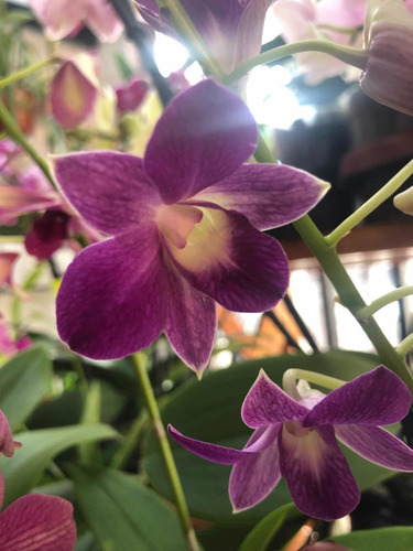 Imagen 1 de 10 de Orquídeas Dendrobium Phalaenopsis