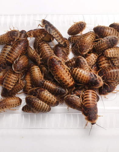 Imagen 4 de 4 de Grillos Grillo Blaptica Dubia Cucaracha Etc Alimento Vivo