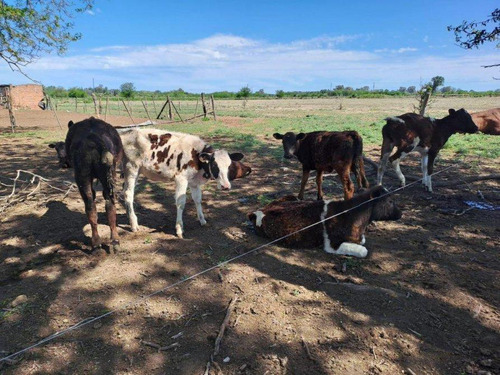 46 Hectareas De Campo En Zona Rural - Lobos