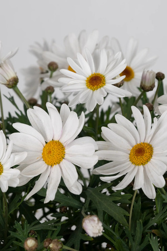 Semillas De Margarita Menor Blanca X 15 Unid.