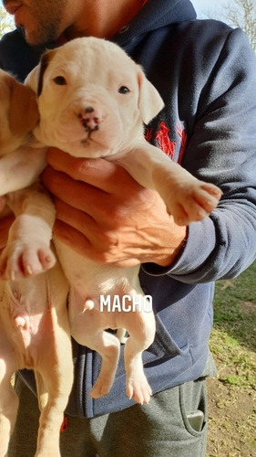 Imagem 2 de 5 de Filhote Pitbull