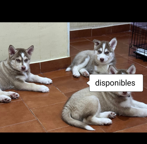 Cachorros Husky Siberianos 