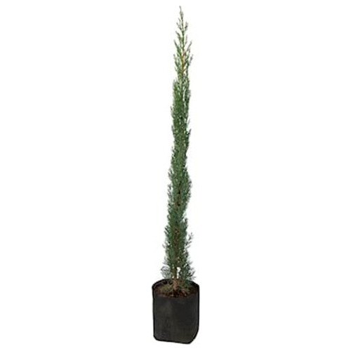 Árbol Ciprés Italiano (cupressus Sempervirens) 2 Metros