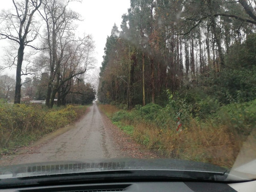 Campo Forestal Con Eucaliptos, De 67 Hás En Reumén, Paillaco