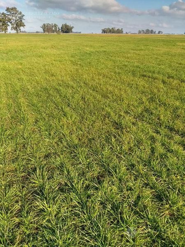 Imagen 11 de 17 de Campo De 53.3ha - Tomas Jofre Única Oportunidad Re - Tasado - Toma Propiedad