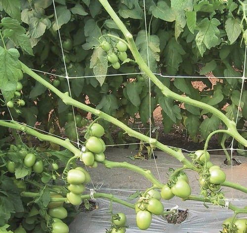 Malla Para Soporte De Tomates 1.5x200m Cuadro De 25x25cm