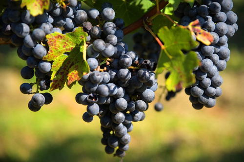 Planta Trepadora Uva Tinta Cabernet Sauvignon, Alta Calidad