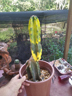 Cactos Brasileirinho Cereus Hildmannianus | MercadoLivre 📦