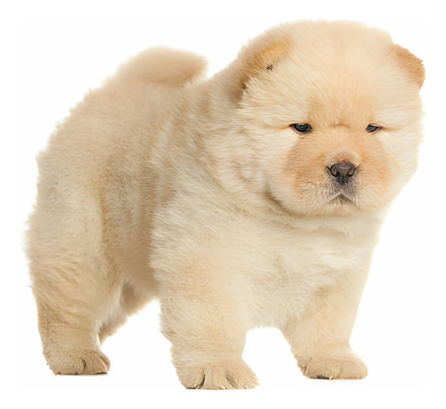 Hermosos Cachorros Chow Chow Disponibles Pet Dog Perros