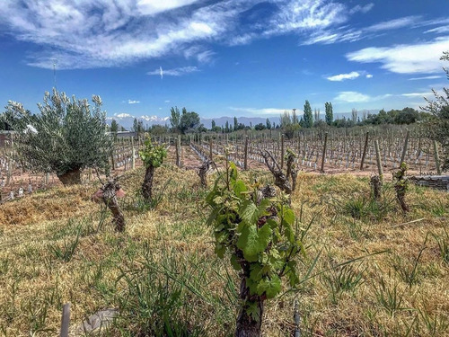 Vino Gran Enemigo El Cepillo Single Vineyard 750ml. --