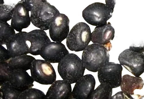 10 Semillas De Frijol Guandú Gandul Quinchoncho Negro