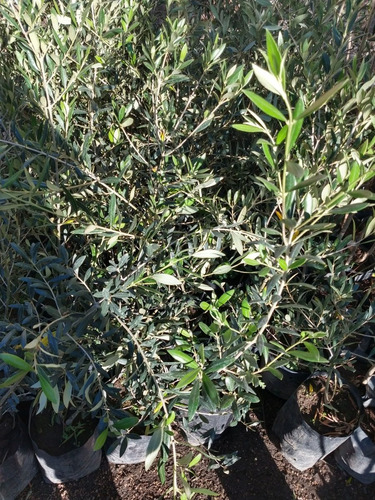 Imagen 2 de 2 de Arbol De Olivo Olivera O Aceituno Variedad Arbequina