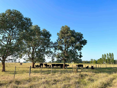 Imagen 19 de 20 de Venta Chacra 15 Hectareas Cañuelas Buenos Aires