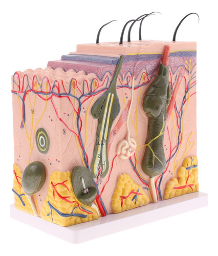 Modelo Anatómico De Piel Humana Agrandado 1:50