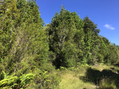 Muy Lindo Campo Con Árboles Nativos Y Bosque Explotable